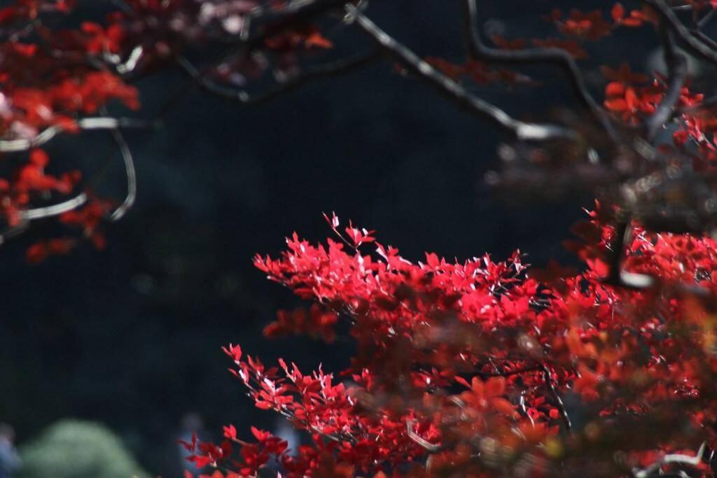 Tora Hotel Tokyo-Rikugienn 寅ホテル 六義園 A מראה חיצוני תמונה